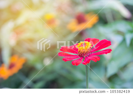 beautiful red flower with sunlight 105382419