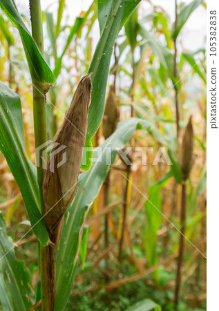 corn in the field corn in the field 105382838