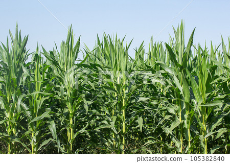 corn in the field corn in the field 105382840