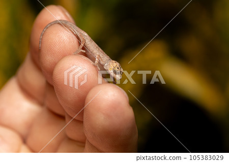 Short-nosed deceptive chameleon, Calumma fallax, juvenile, Ranomafana National Park, Madagascar wildlife 105383029