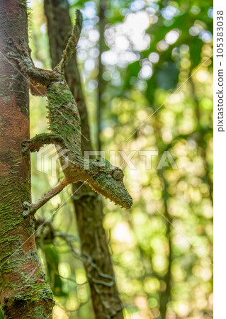 Mossy leaf-tailed gecko, Uroplatus sikorae, Ranomafana National Park, Madagascar 105383038