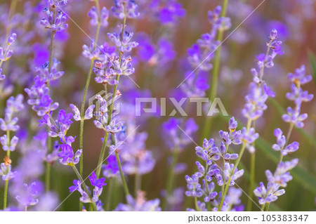 Purple lavender flower field close-up Purple lavender flower field close-up 105383347