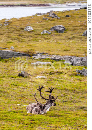 Reindeer in Northern Norway Reindeer in Northern Norway 105383528