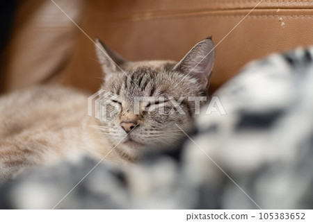Sleeping cat Siamese tiger 105383652