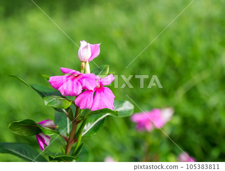 Pink Roseus flowers in garden. Pink Roseus flowers in garden. 105383811