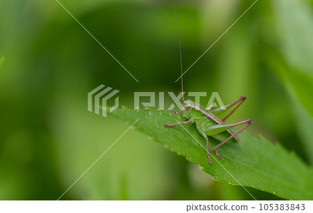 蚱蜢的孩子 蚱蜢的孩子 105383843