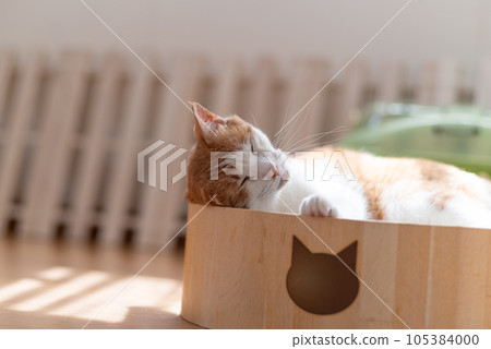 睡貓棕虎白 睡貓棕虎白 105384000