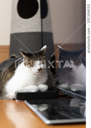 Relaxing cat Pheasant cat Relaxing cat Pheasant cat 105384010
