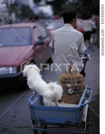 A man walking down the street with his dog on the carrier of a tricycle 105384264