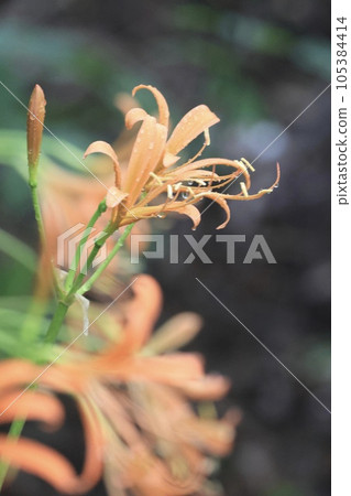 Fresh fox conser 105384414