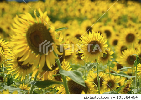 Sun flower field Sun flower field 105384464