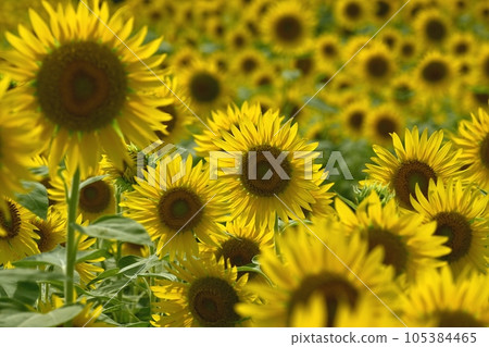 太陽花田 太陽花田 105384465