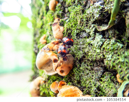 生長在老樹上的神秘蘑菇和小甲蟲 105384554