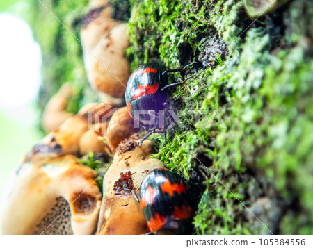 A mysterious mushroom and a small beetle growing on an old tree A mysterious mushroom and a small beetle growing on an old tree 105384556