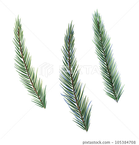 Spruce branches digital watercolor style illustration isolated on white. Cedar tree, pine plant, conifer hand drawn. Element for design Christmas invitation, card, new year design, holiday print Spruce branches digital watercolor style illustration isolated on white. Cedar tree, pine plant, conifer hand drawn. Element for design Christmas invitation, card, new year design, holiday print 105384708