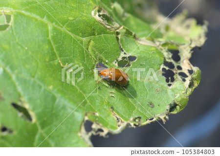 葫蘆科蔬菜葉上的蔬菜害蟲、黃瓜甲蟲 葫蘆科蔬菜葉上的蔬菜害蟲、黃瓜甲蟲 105384803