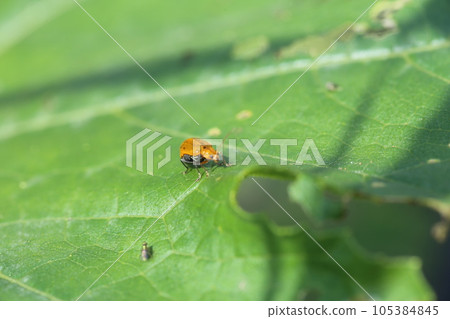 Pests of vegetables, cucumber beetles on the leaves of vegetables of the Cucurbitaceae family Pests of vegetables, cucumber beetles on the leaves of vegetables of the Cucurbitaceae family 105384845