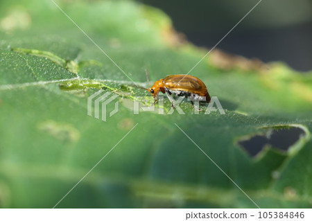 Pests of vegetables, cucumber beetles on the leaves of vegetables of the Cucurbitaceae family Pests of vegetables, cucumber beetles on the leaves of vegetables of the Cucurbitaceae family 105384846