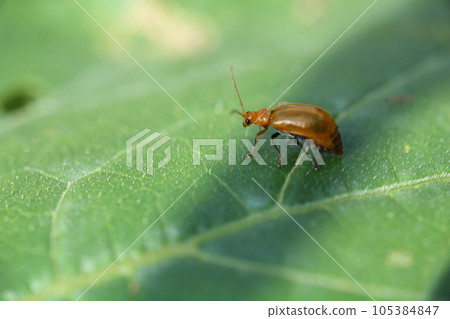 Pests of vegetables, cucumber beetles on the leaves of vegetables of the Cucurbitaceae family 105384847