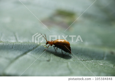 Pests of vegetables, cucumber beetles on the leaves of vegetables of the Cucurbitaceae family Pests of vegetables, cucumber beetles on the leaves of vegetables of the Cucurbitaceae family 105384848