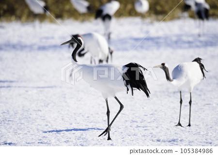 Cranes of the snowy field Cranes of the snowy field 105384986