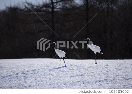 Cranes of the snowy field Cranes of the snowy field 105385002