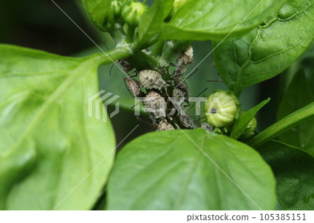 Pests such as green peppers, paprika, and eggplants, and Physalis beetles 105385151