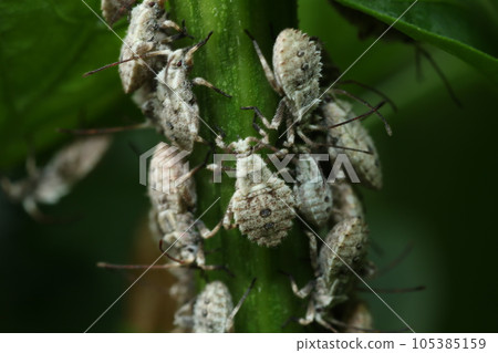 Pests such as green peppers, paprika, and eggplants, and Physalis beetles 105385159