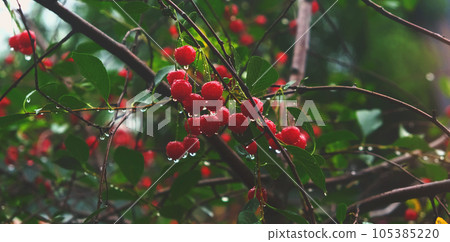 Cherry berries are hanging with raindrops on a Cherry berries are hanging with raindrops on a 105385220