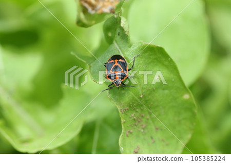 A pest of cruciferous vegetables, a bright yellow stink bug A pest of cruciferous vegetables, a bright yellow stink bug 105385224