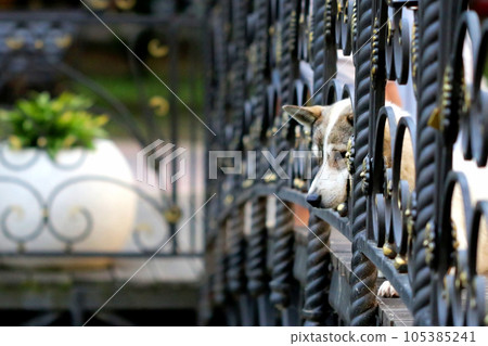 A white dog with brown spots is sticking its snout 105385241