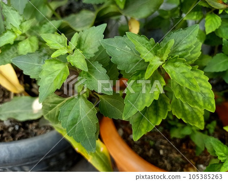 Close up of patchouli plant Close up of patchouli plant 105385263