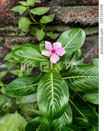 Close up of madagascar periwinkle plant Close up of madagascar periwinkle plant 105385406