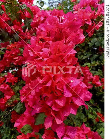 Close up of paperflower plant  105385671