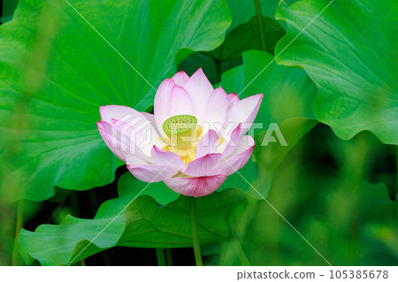 夏天盛開的荷花 105385678