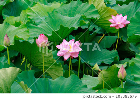 Lotus flowers blooming in summer Lotus flowers blooming in summer 105385679