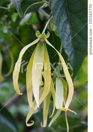 Ylang-ylang tree flower Cananga odorata Ylang-ylang tree flower Cananga odorata 105385770