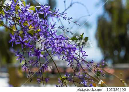 Petrea volubilis, commonly known as purple wreath, queen's wreath or sandpaper vine growing in vietnam 105386290