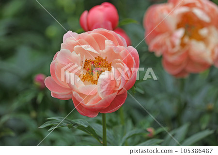 Peony Peony 105386487