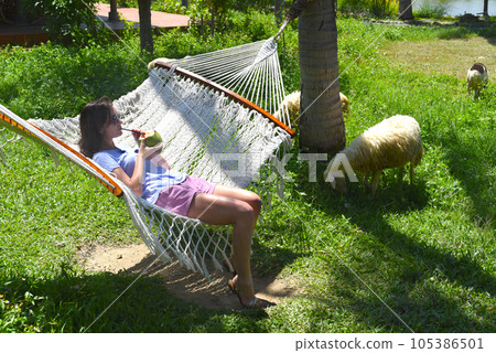 Young woman resting in hammock, drinking coconut juice near sheeps eating grass Young woman resting in hammock, drinking coconut juice near sheeps eating grass 105386501