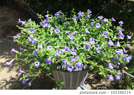 blue flowers of supertorenia catalina 105386514