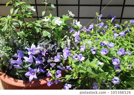 夏季花卉群植及門口群盆 105386526