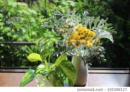 凸窗上的白大菊花和綠蘿 凸窗上的白大菊花和綠蘿 105386527