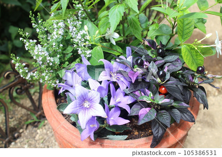 Group planting of bellflowers and ornamental peppers Group planting of bellflowers and ornamental peppers 105386531