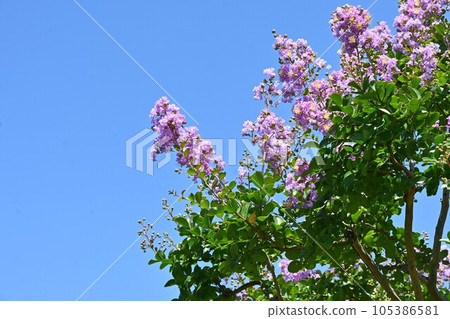 縐紗花 縐紗花 105386581