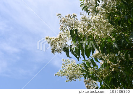 縐紗花 縐紗花 105386590