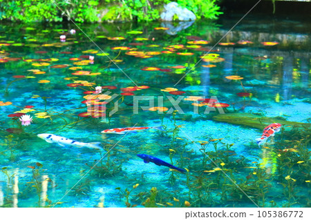 [Gifu Prefecture] Spectacular view of the nameless pond (Monet's pond) 105386772
