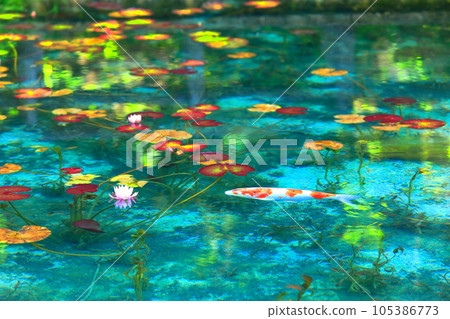 [Gifu Prefecture] Spectacular view of the nameless pond (Monet's pond) 105386773