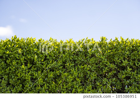 Green leaves wall texture of decorative plant with a clear blue sky. Bush in the garden, decorative plant, close-up texture of green leaves, evergreen shrub, natural pattern. Green leaves wall texture of decorative plant with a clear blue sky. Bush in the garden, decorative plant, close-up texture of green leaves, evergreen shrub, natural pattern. 105386951