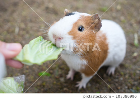 Guinea pig eating food deliciously⑧ 105386996